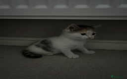 Mixed Breed cats for sale: 4 beautiful kittens - Image 3