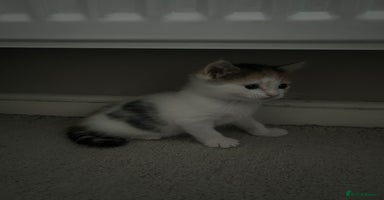 Mixed Breed cats - Advert 4