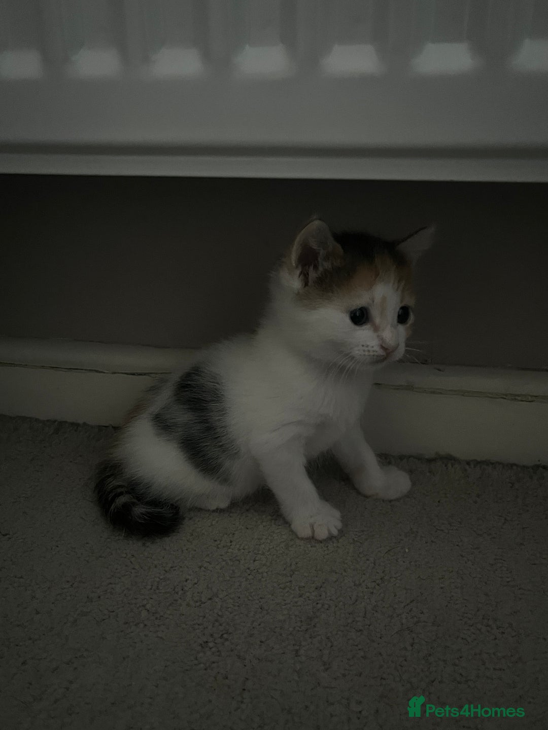 Mixed Breed cats for sale: 4 beautiful kittens - Image 3