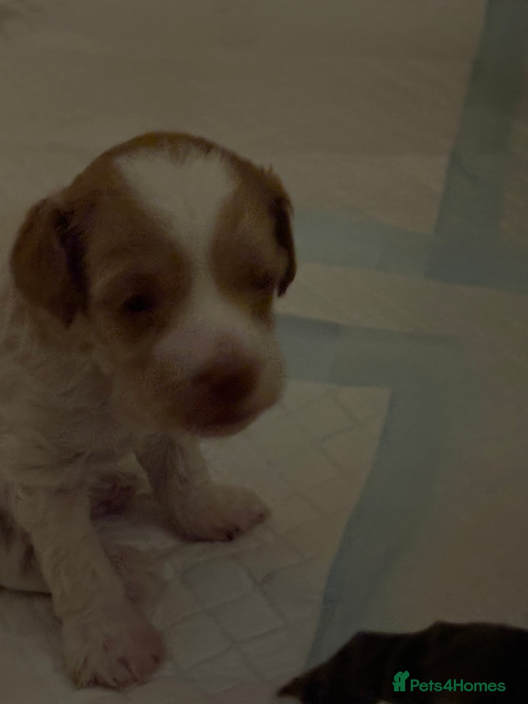 Cockapoo dogs for sale: Cockerpoo puppies for sale  - Advert 15