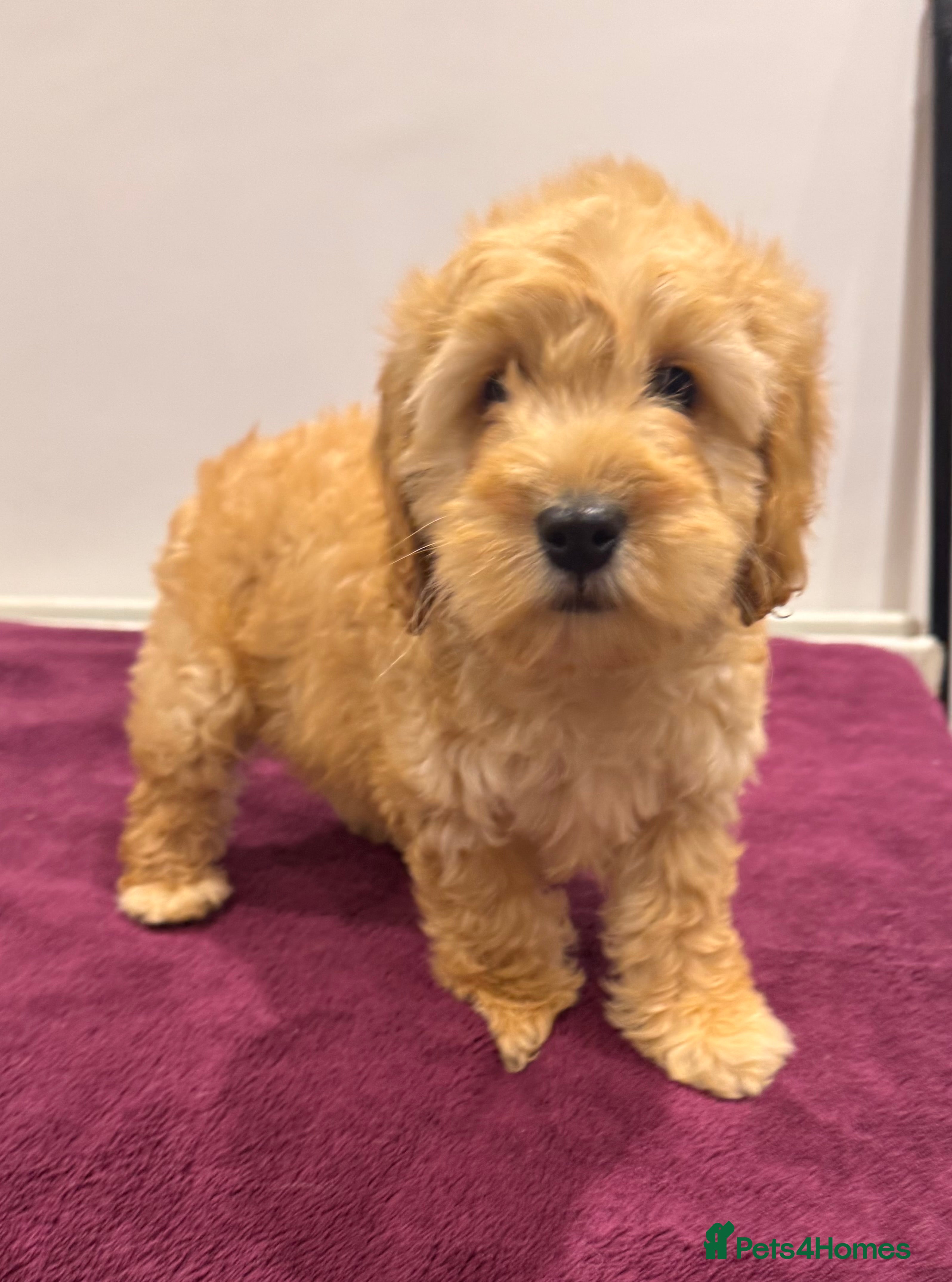 Cockapoo dogs  COCKAPOO PUPPIES   - Advert 3