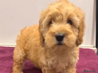 Cockapoo dogs COCKAPOO PUPPIES - Advert 3