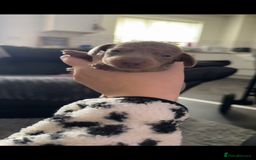 Miniature Dachshund dogs for sale: Miniature dachshunds - Advert 16