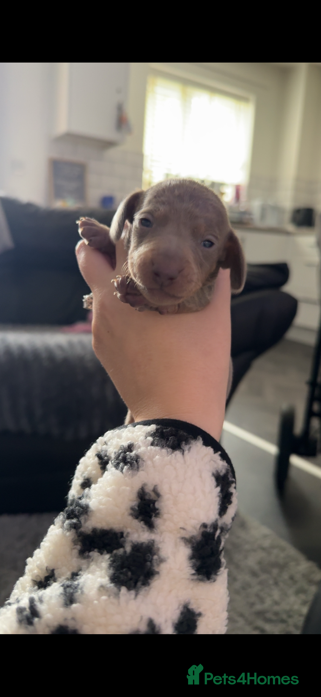 Miniature Dachshund dogs for sale: Miniature dachshunds - Advert 16