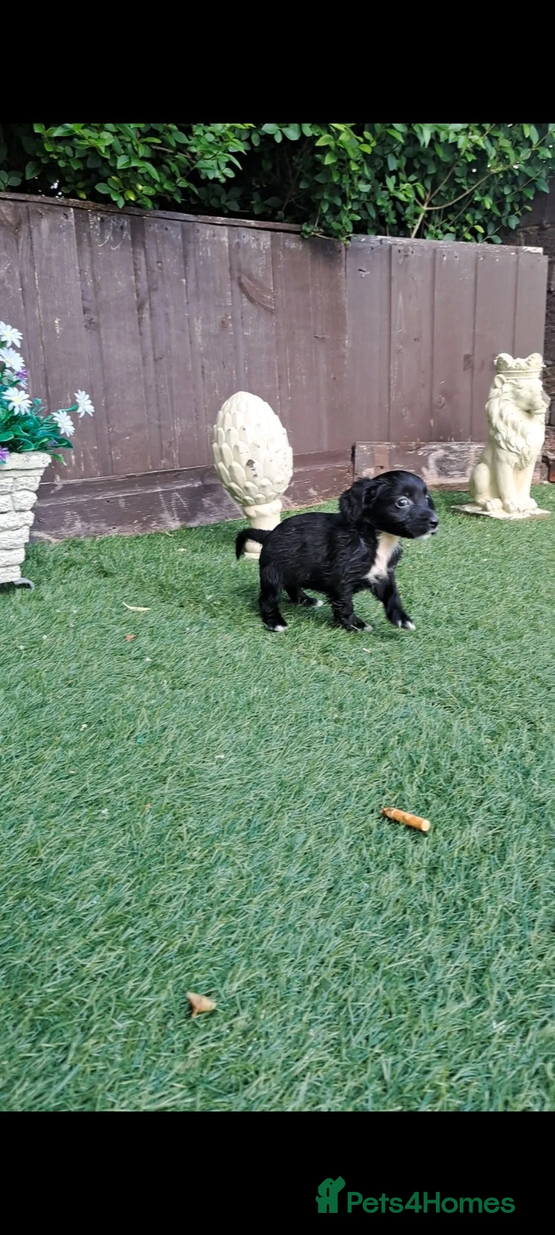 Cocker Spaniel dogs for sale: Cocker spaniels - Advert 35