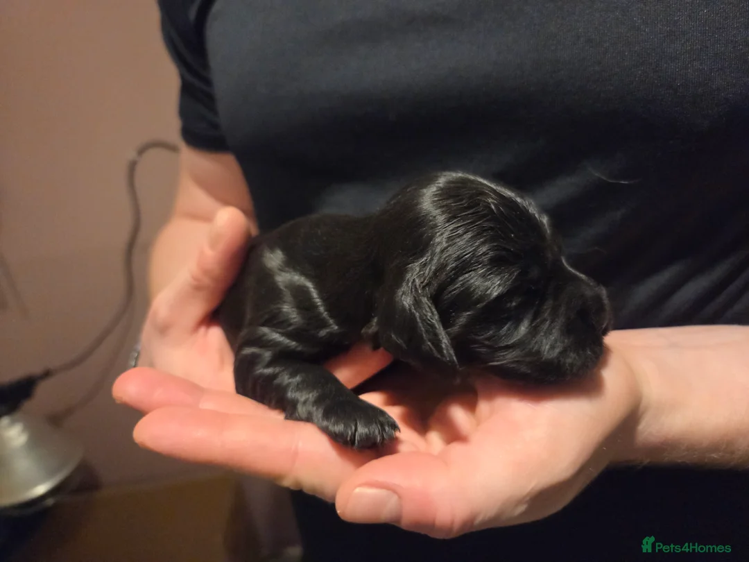 Cocker Spaniel dogs for sale: 8 Beautiful KC Reg Cocker Spaniel Puppies - Advert 9