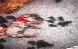 Cockapoo dogs for sale: Beautiful mixed Merle F2B Cockapoos  - Image 8