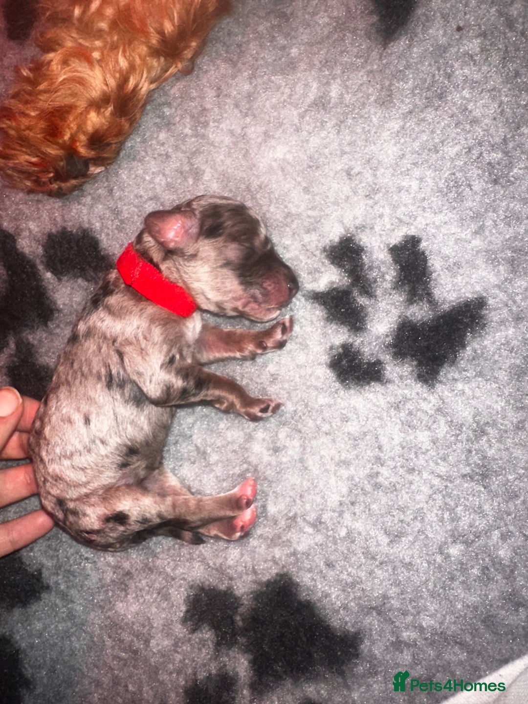 Cockapoo dogs for sale: Beautiful mixed Merle F2B Cockapoos  - Image 8