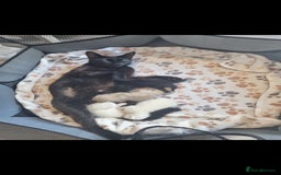 Mixed Breed cats for sale: Gorgeous pair  of twin white kittens - Image 3