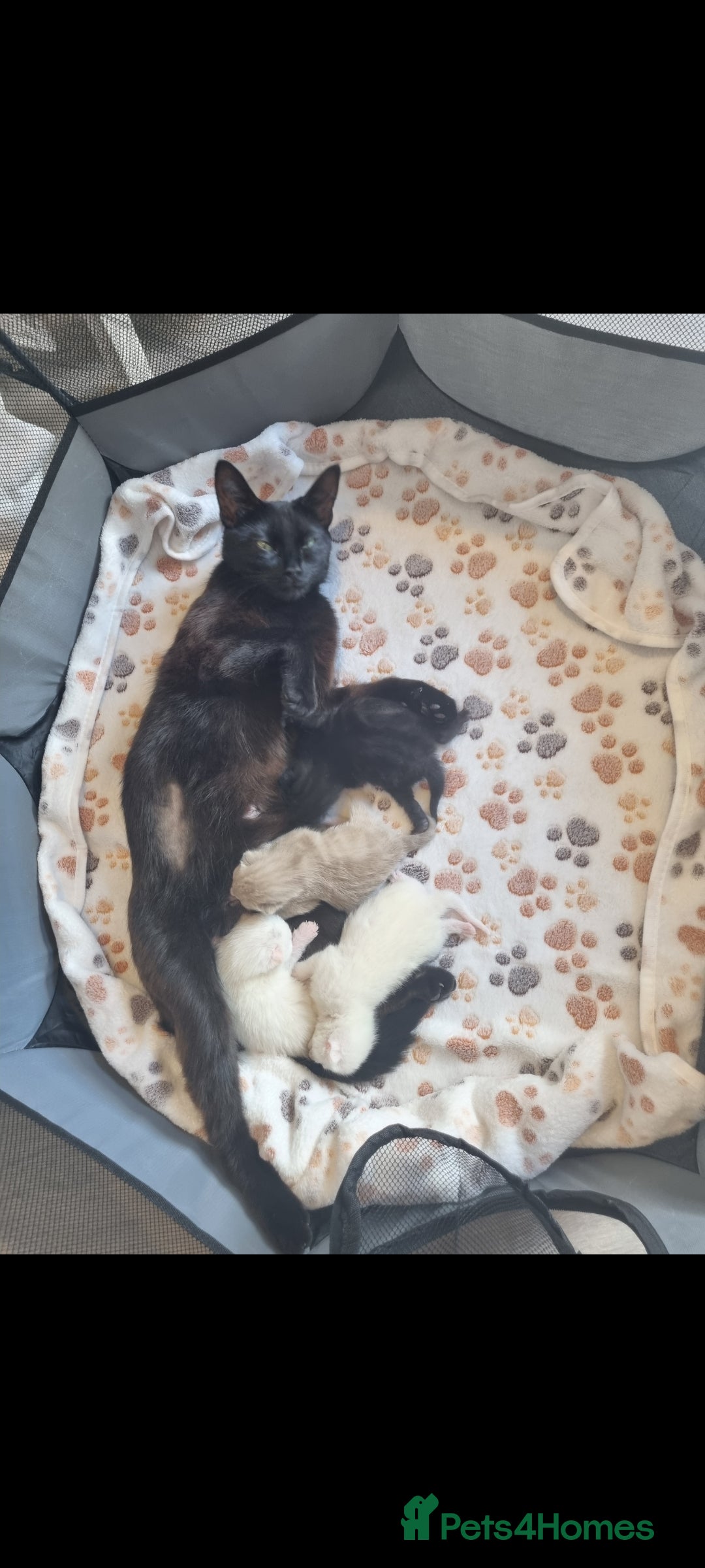 Mixed Breed cats for sale: Gorgeous pair  of twin white kittens - Image 3