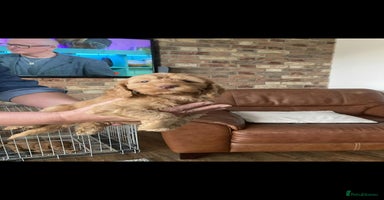 Cockapoo dogs - Advert 5