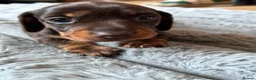 Miniature Dachshund dogs for sale: Two miniature dachshund  - Advert 7
