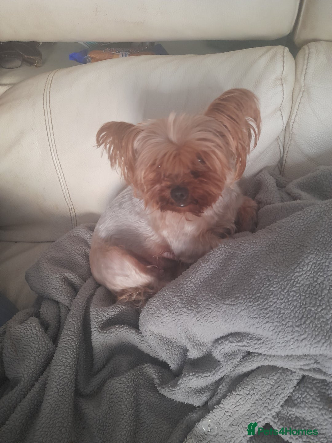 Yorkshire Terrier dogs for sale: Puppy Yorkshire terrier - Image 2