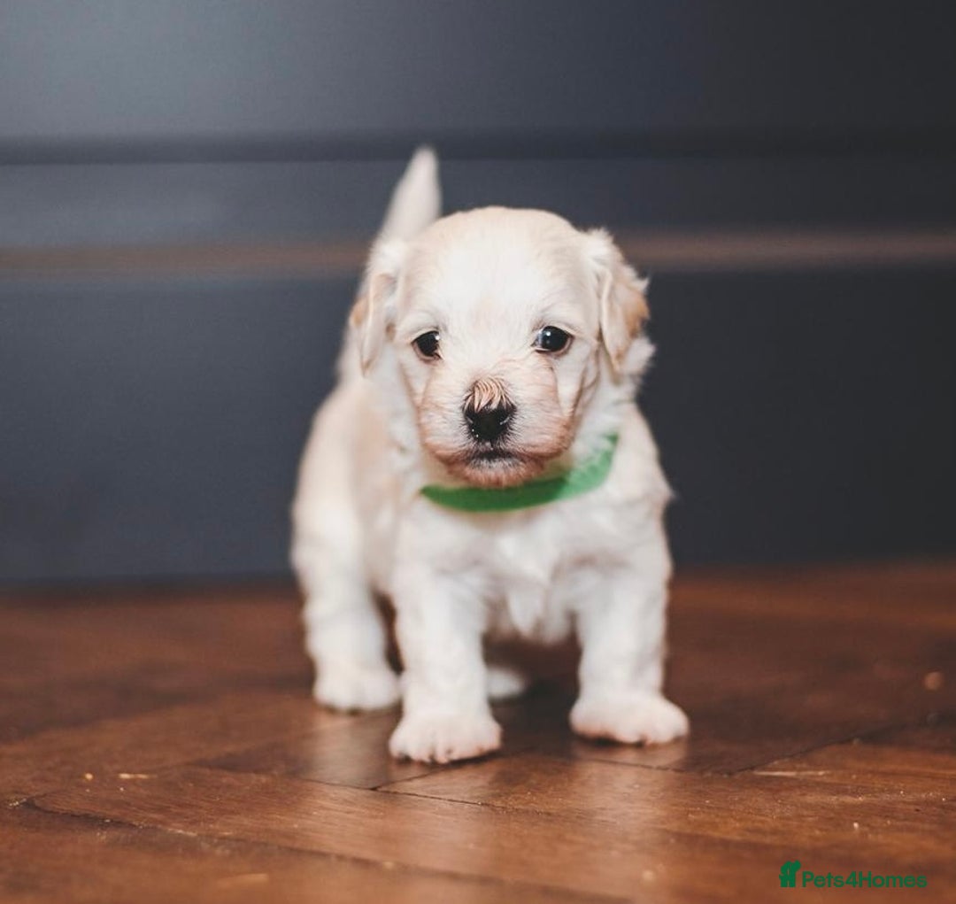 Maltipoo dogs for sale: BEST IN CLASS - F2 MALTIPOO PUPPIES - Advert 13