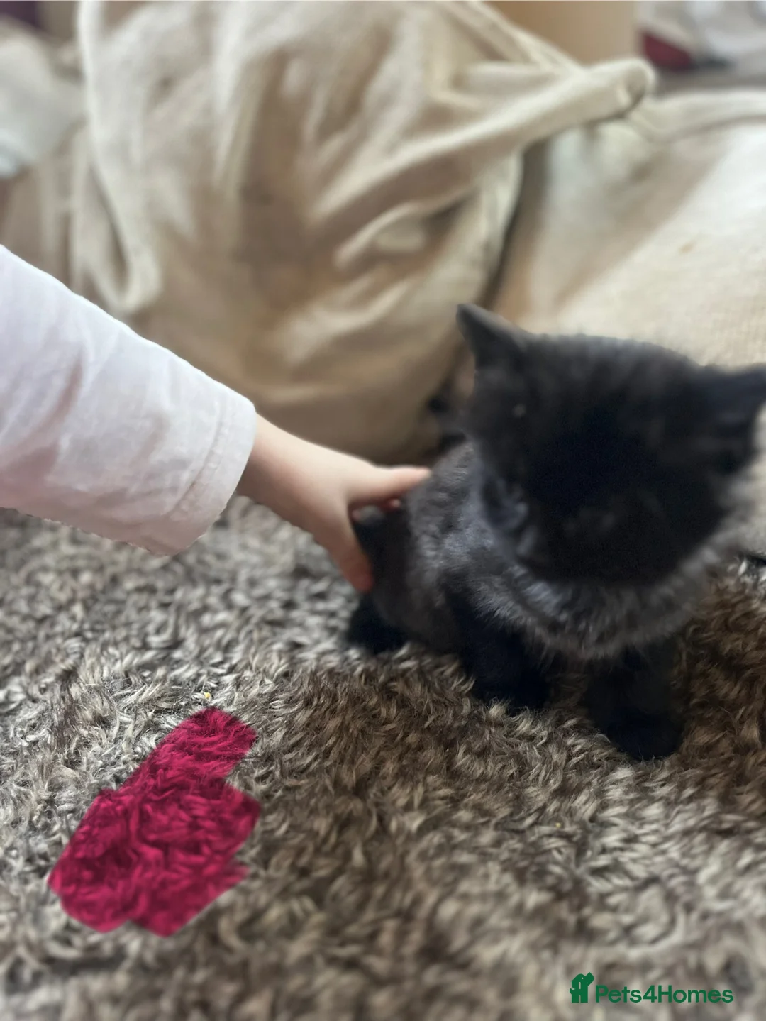 Mixed Breed cats for sale: Black kittens  - Advert 9