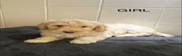 Cockapoo dogs for sale: Gorgeous F1B cockapoo puppy’s for sale  - Advert 7