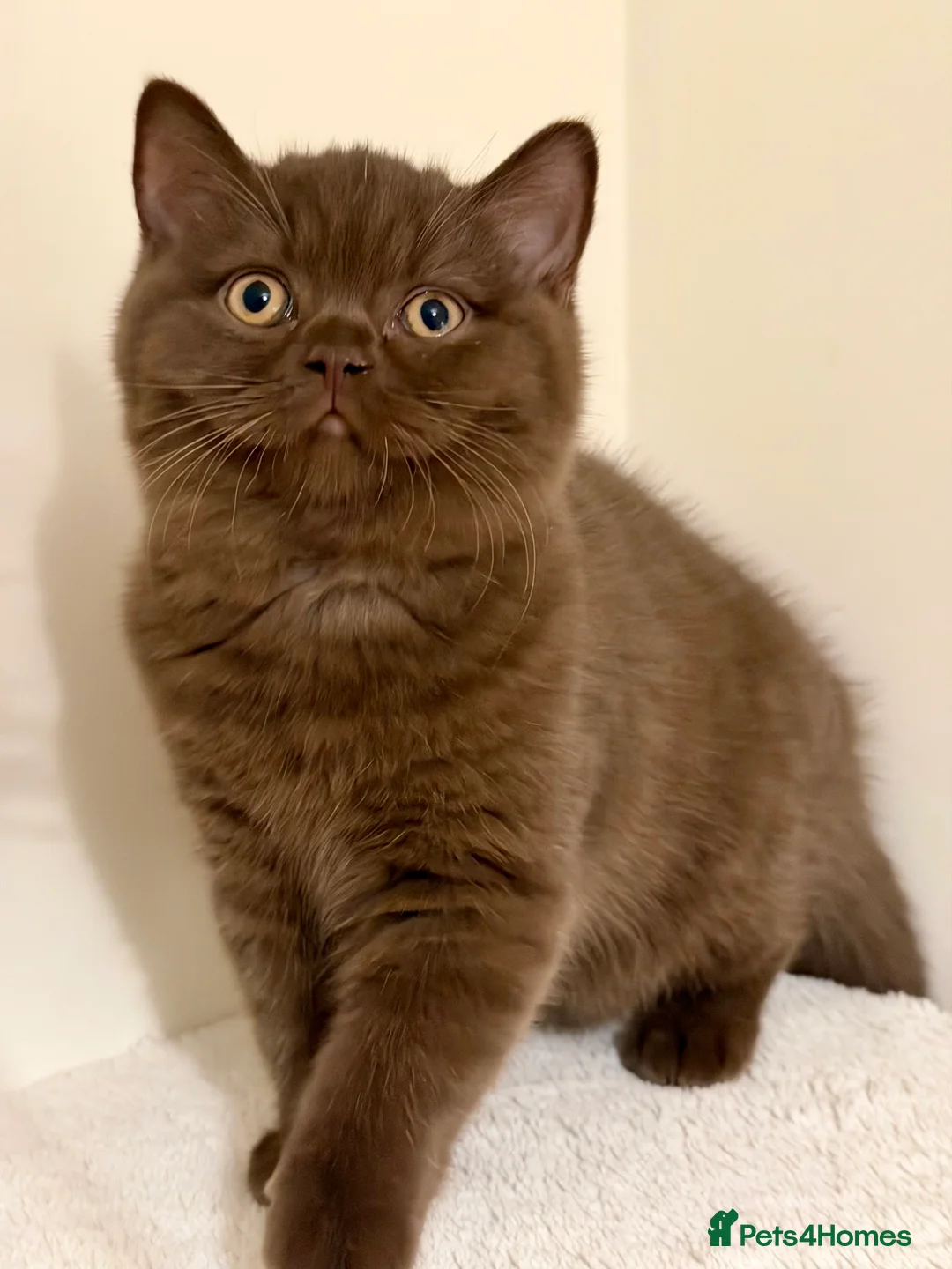 British Shorthair cats for sale: BSH chocolate boys TICA registration  - Advert 14