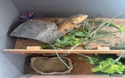 Bearded Dragon reptiles for sale: Bearded dragon with vivarium and set up included - Image 6