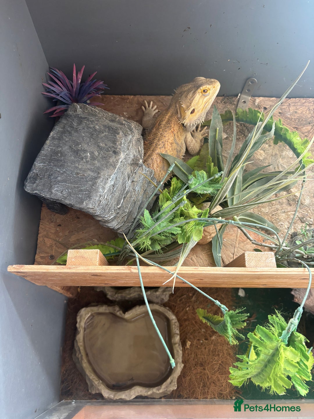 Bearded Dragon reptiles for sale: Bearded dragon with vivarium and set up included - Image 6