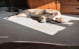 Mixed Breed dogs for adoption: COOPER - 2 Years Old, Mixed Breed Boy - Image 9