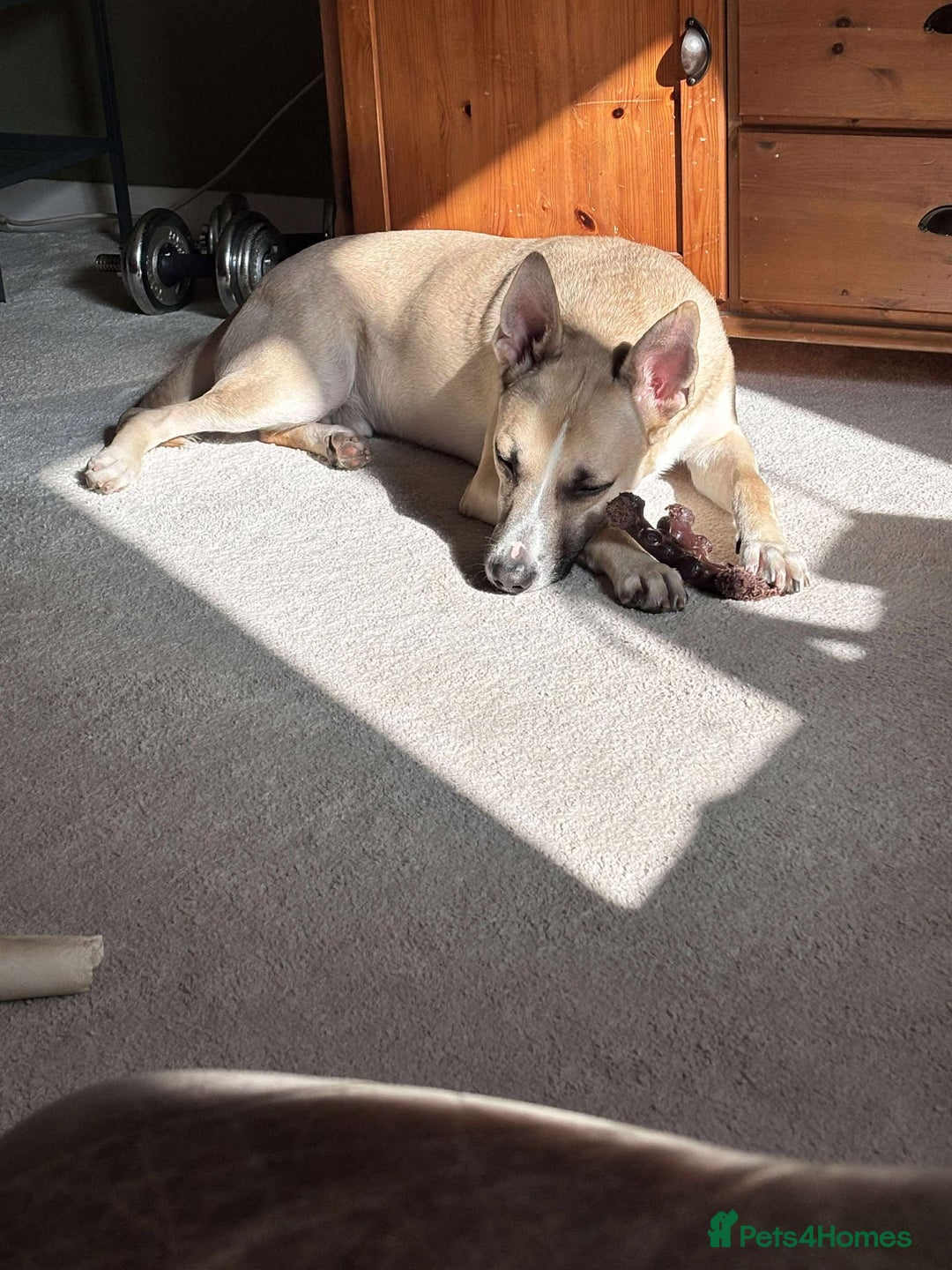 Mixed Breed dogs for adoption: COOPER - 2 Years Old, Mixed Breed Boy - Image 9