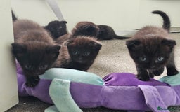 Mixed Breed cats for sale: Scottish Fold Mix Kittens –Ready 16th August 🐾 - Image 1