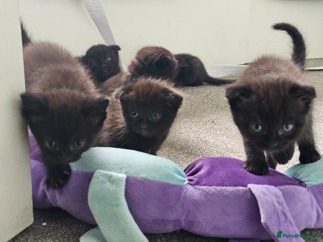 Mixed Breed cats for sale: Scottish Fold Mix Kittens –Ready 16th August 🐾 - Image 1