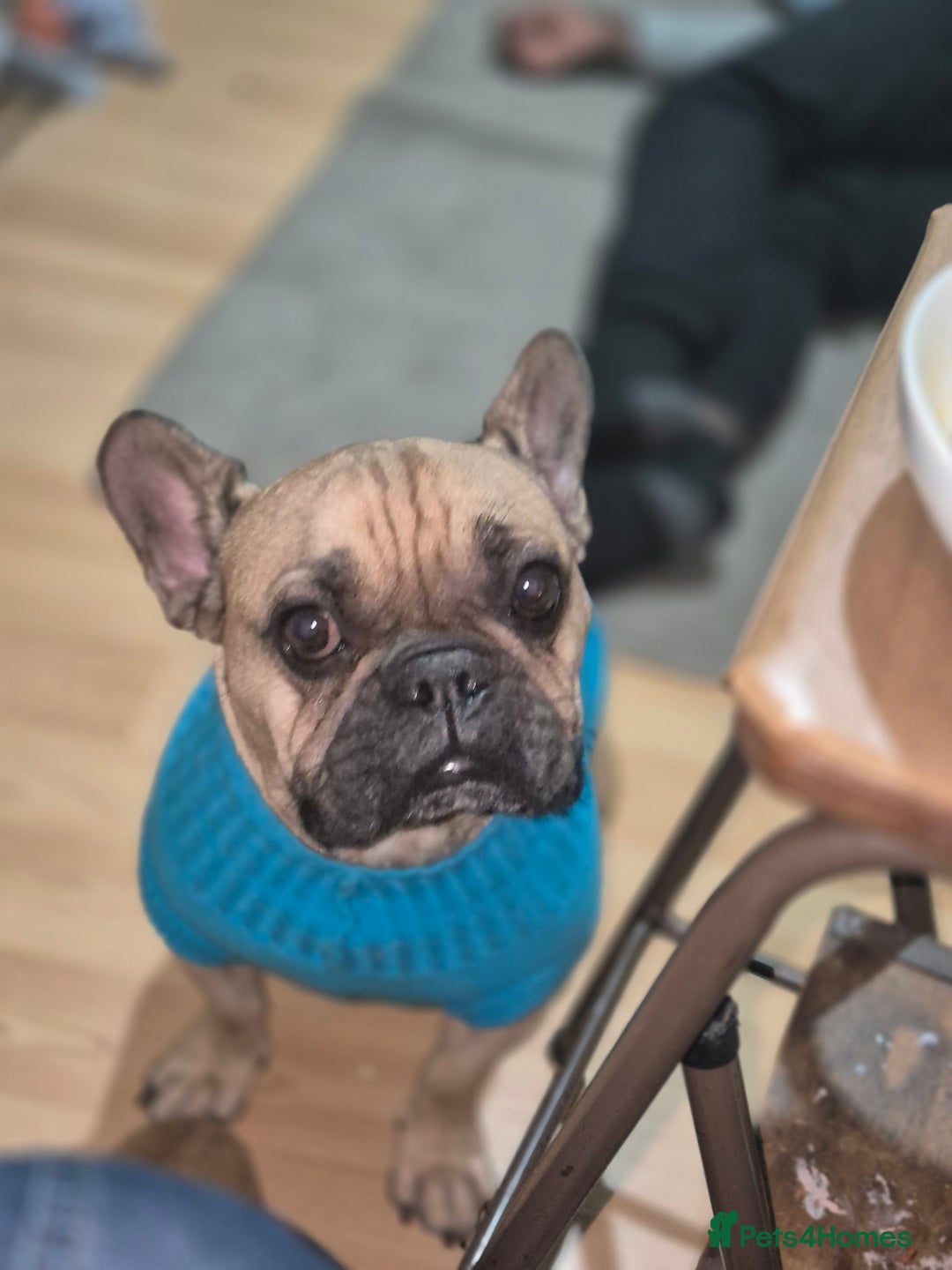 French Bulldog dogs for sale: Otis for sale - Advert 1