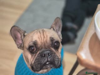 French Bulldog dogs Otis for sale - Advert 1