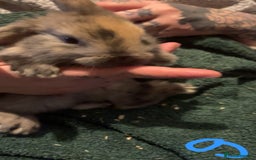 Mini Lop rabbits for sale: Mini lop kits - Image 5
