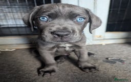 Cane Corso dogs for sale: Cane corso puppies.. - Image 8