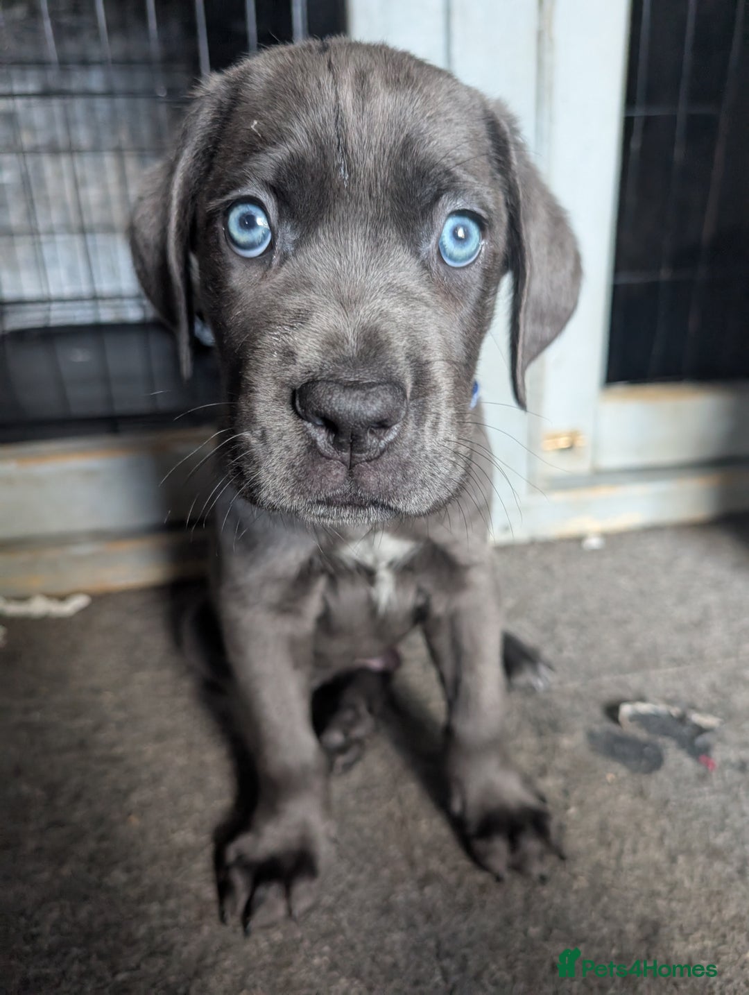 Cane Corso dogs for sale: Cane corso puppies.. - Image 8