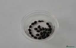 Stick Insects invertebrates for sale: Sungaya aeta eggs.  - Image 1