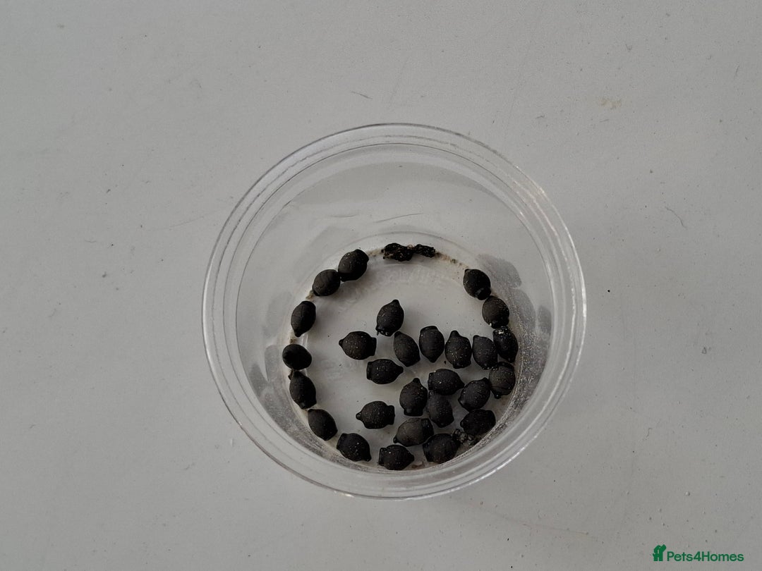 Stick Insects invertebrates for sale: Sungaya aeta eggs.  - Image 1