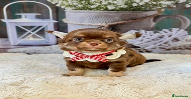 Chihuahua dogs - Advert 2