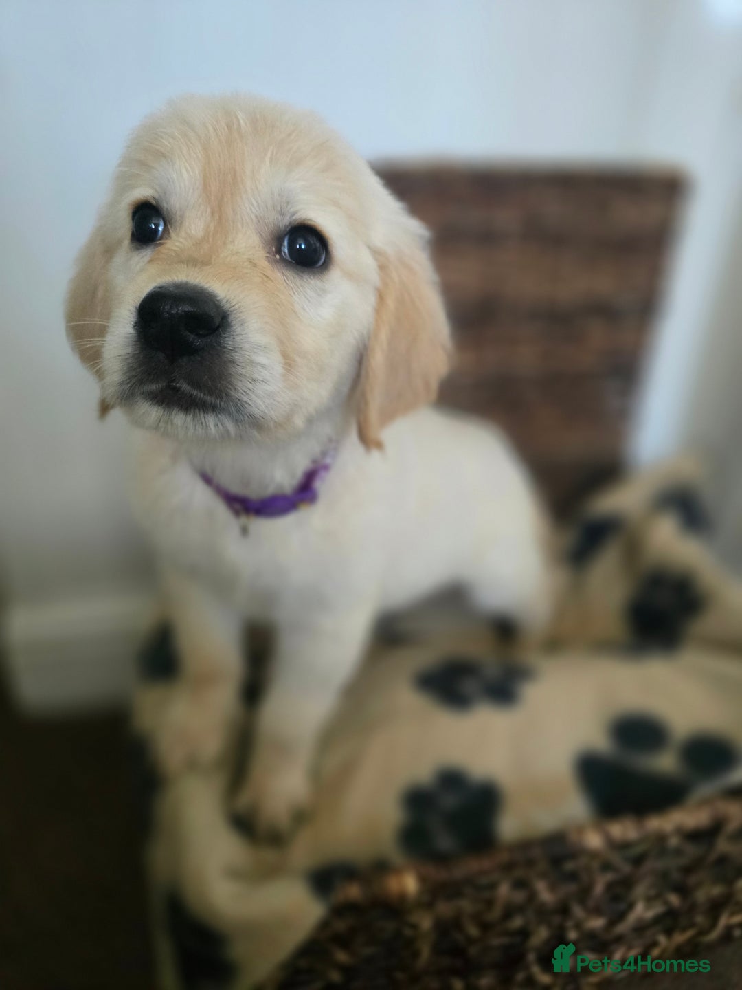 Golden Retriever dogs for sale: Beautiful Golden Retrievers READY TO GO!  - Image 13