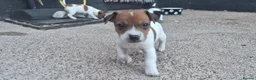 Jack Russell dogs for sale: Jack Russell pups for sale  in Bury - Advert 9