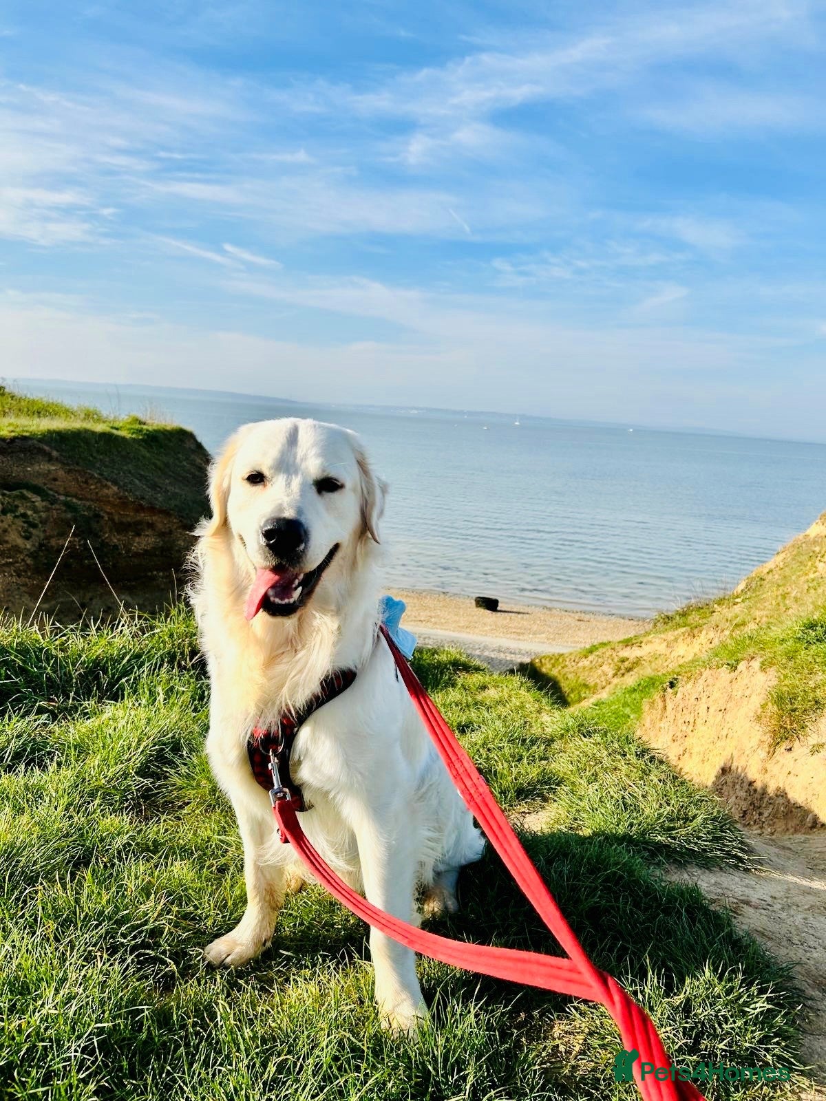 Golden Retriever dogs Beautiful Golden Retriever Stud Friendly,Healthy - Advert 1