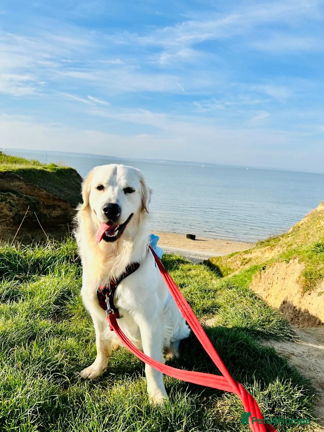 Golden Retriever dogs for stud: Beautiful Golden Retriever Stud Friendly,Healthy in High Wycombe - Advert 1