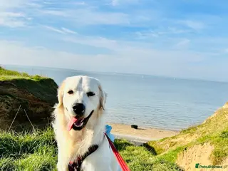 Golden Retriever dogs Beautiful Golden Retriever Stud Friendly,Healthy - Advert 1