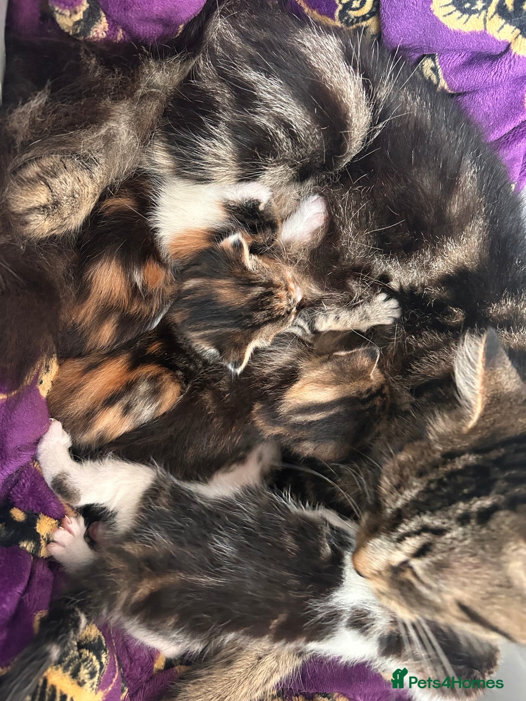 British Longhair cats for sale: 2 beautiful boy kittens ready to leave  - Advert 1