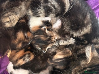 British Longhair cats 2 beautiful boy kittens ready to leave - Advert 1