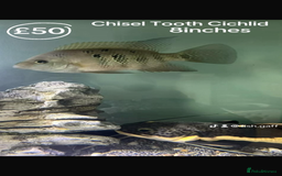 Catfish fish for sale: Fish for sale  - Image 5