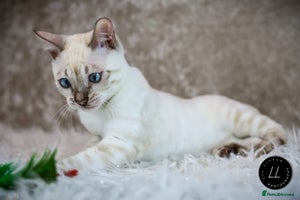 Bengal cats - Advert 7