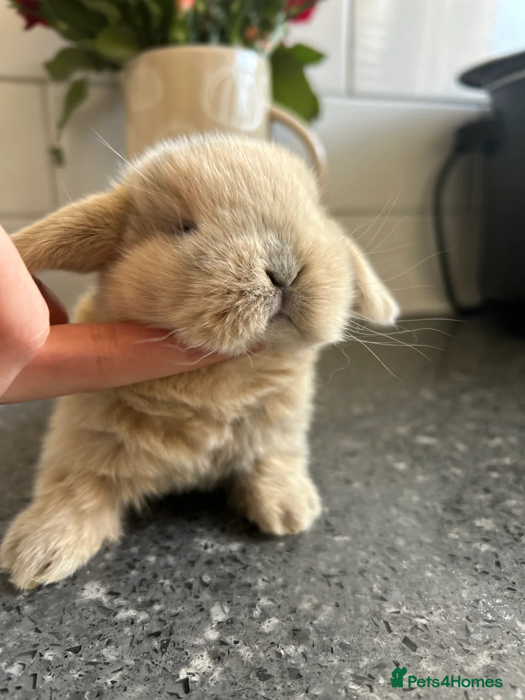 Mini Lop rabbits for sale: Two Mini Lop Boys - Ready 1st April - Advert 17