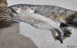 Mixed Breed cats for sale: Five Stunning Bengal X Kittens For Sale  - Image 24