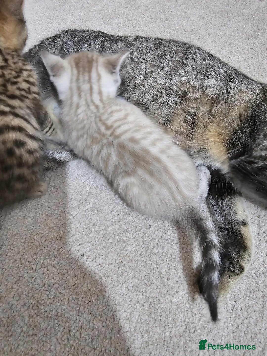 Mixed Breed cats for sale: Five Stunning Bengal X Kittens For Sale  - Image 24