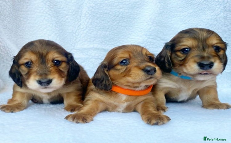 Miniature Dachshund dogs - Advert 2