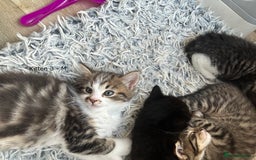 British Longhair cats for sale: Gorgeous Long Hair Tabby's - Ready 25/10/25 - Image 10