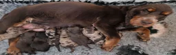 Cockapoo dogs for sale: Stunning extensively health tested cockapoos  - Advert 9